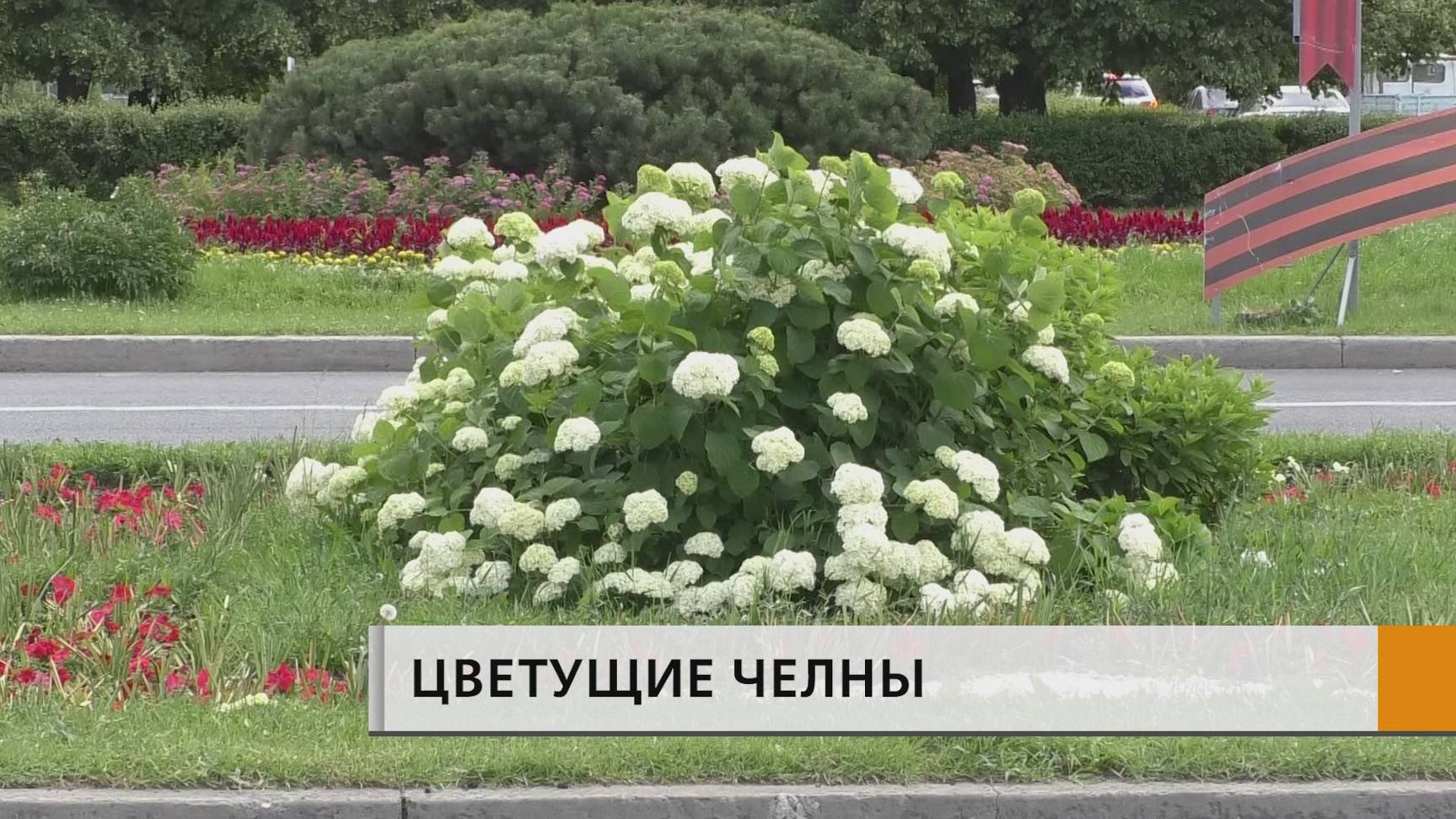 Майская жара и последующие за ней июньские ливни создали проблемы садовникам и озеленителям