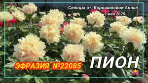 Пион Эфразия / Сад Ворошиловой