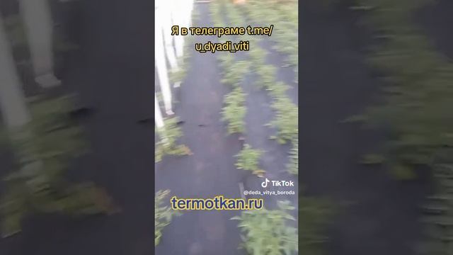 Помидоры начали цвести. ТермоМульча даёт хороший результат. #мульча #помидоры #огород #сад #дядявитя