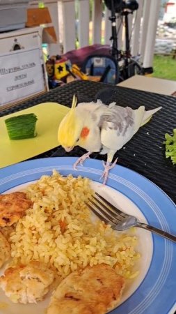 кушаем с попугаем из одной тарелки #попугай #корелла #parrot #cockatiel #corella #birds