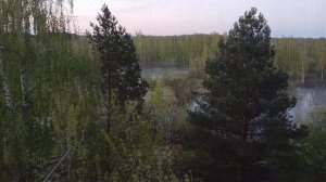УТРЕННЯЯ ПЕСНЬ СОЛОВЬЯ
