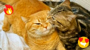 😹СМЕШНО ДО СЛЁЗ ▶ Приколы с кошками и котятами🔥