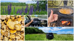 Грибной сезон 2025. Первые прогулки по лесу и поиски грибов. Ужин из лисичек на костре.