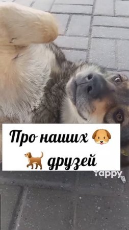 #канекорсо #conecorso #итальянскиймастиф #омск #рекомендации #втренде #собака