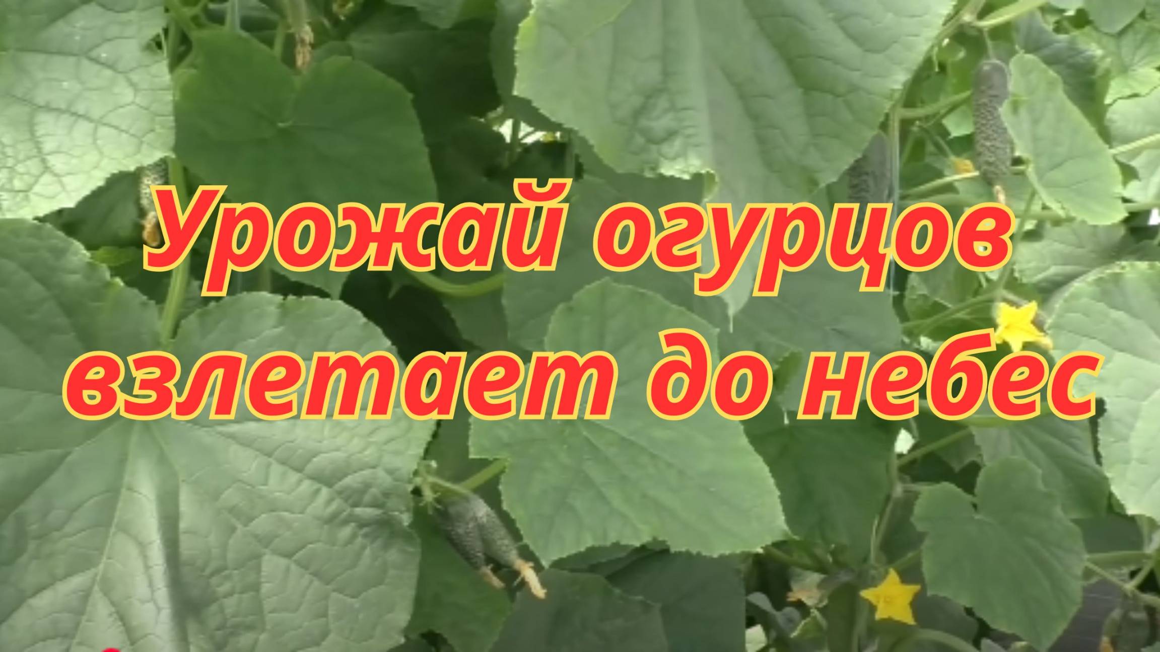Формирование огурцов в теплице: советы от профессионального агронома.