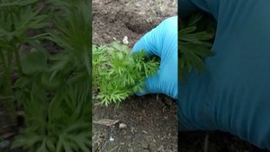 прореживаю морковь быстро и без заморочек