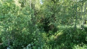 Прогулка вдоль канала Волга-Уводь, июнь 2025