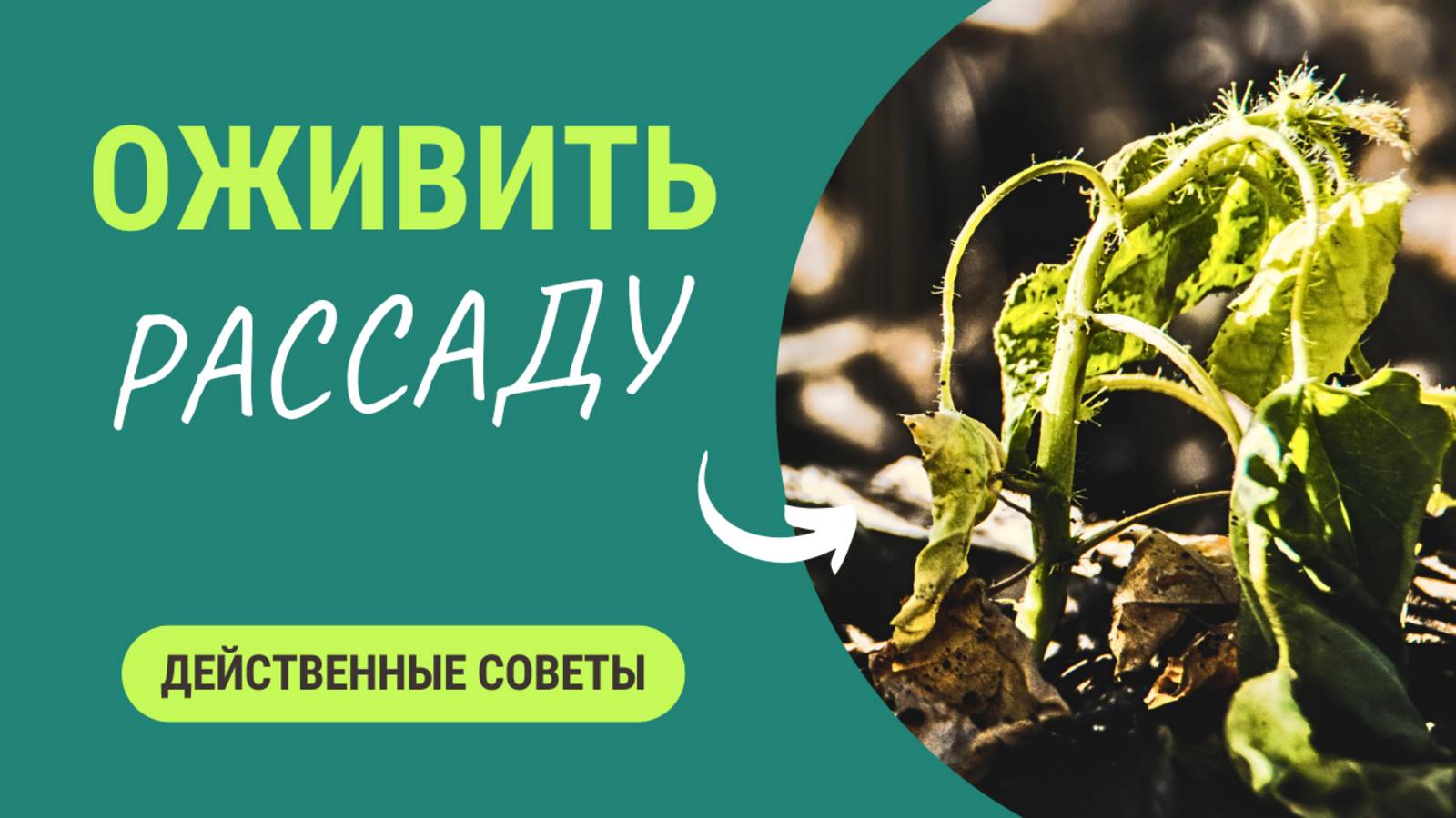 Рассаде конец? Ещё нет — есть приёмы, которые ставят её на ноги!