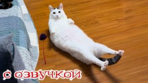 Приколы с котами! С ОЗВУЧКОЙ! Самые смешные животные! УГАРНЫЕ! Смешные коты