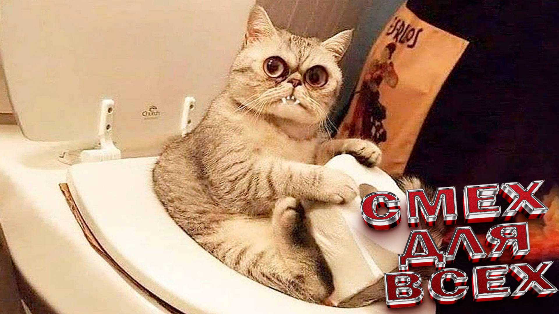 СМЕШНОЕ ВИДЕО😍 Наши любимые смешные животные Приколы с животными🤗🤩 Смешные видео про животных🤩