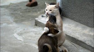😹 Добро пожаловать в мир самых смешных и милых котиков и собак с классной озвучкой!