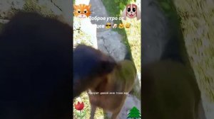 Доброе утро от питомцев