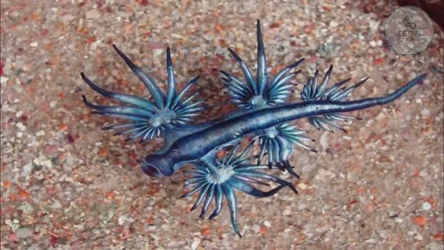 УРОКИ БИОЛОГИИ НА ТЕМУ МИР МОРЕЙ И ОКЕАНОВ ДЛЯ УЧЕНИКОВ И УЧИТЕЛЕЙ