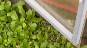 Мои выходные в саду