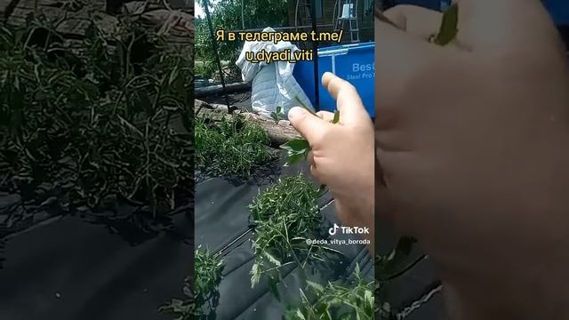Помидоры без точки роста. как такое может быть? #помидоры #дача #сад #огород #дядявитя termotkan.ru