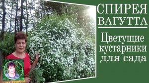 Цветущие декоративные кустарники. СПИРЕЯ ВАНГУТТА
