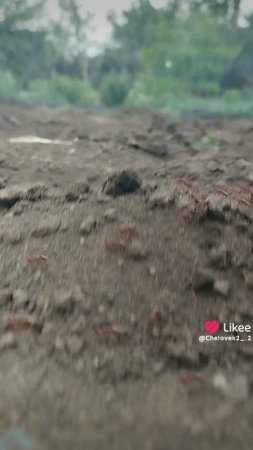 муравьи. mp4