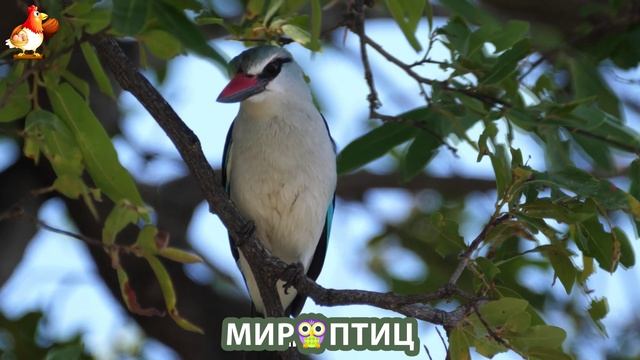 Мир птиц – красота и грация пернатых созданий Природы 🦩🦚🦜 Выпуск (238) 🦉🐦🐤