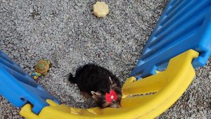 Девочка йорк.