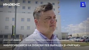 Набросившийся на Зубкова лев выращен в «Тайгане»