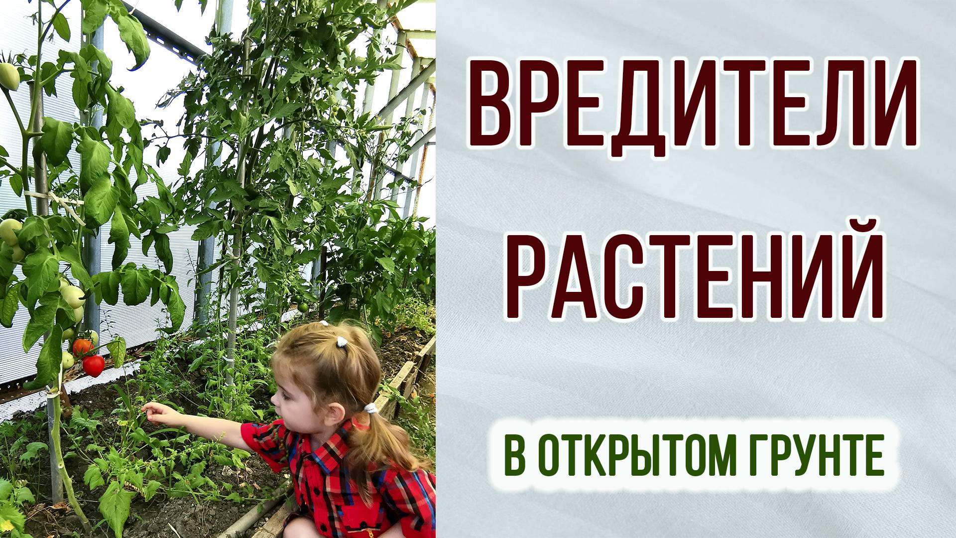 Вредители растений в открытом грунте. Как вредят сверчки.