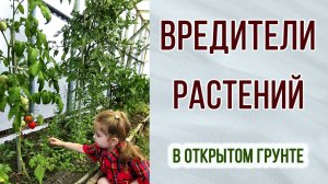 Вредители растений в открытом грунте. Как вредят сверчки.