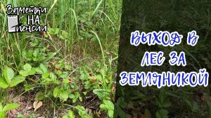 Выход в лес за земляникой # лес #земляника #деревня #ягоды
