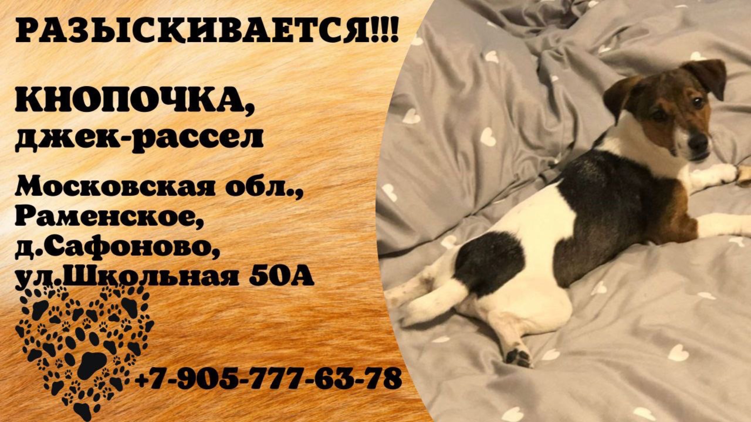 Пропала собака! КНОПОЧКА, джек-рассел. Московская обл., Раменское, д.Сафоново.