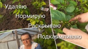 Формирование и подкормки перца во второй половине июня