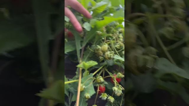Начинаем собирать урожай #уралочка #уральскаядевушка