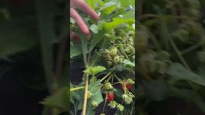 Начинаем собирать урожай #уралочка #уральскаядевушка