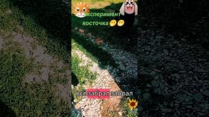Эксперимент-косточка