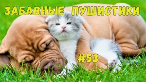 Я РЖАЛ ДО СЛЕЗ 😹 СМЕШНЫЕ КОШКИ И СОБАКИ  СМЕШНЫЕ ЖИВОТНЫЕ 2025 😹 ЛУЧШИЕ ПРИКОЛЫ #53