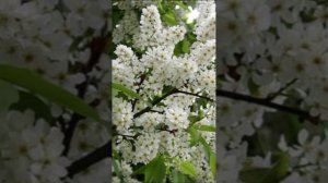Черёмуха в окно (1)