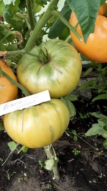 БОЛЬШОЙ ЗОЛОТОЙ ВКУСНЫЙ
НАИВКУСНЕЙШИЙ , ОЧЕНЬ СЛАДКИЙ ТОМАТ, СЕМЯН МАЛО, СПЛОШНОЕ ТОМАТНОЕ МЯСО