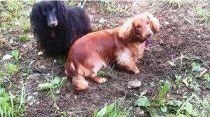 Лилу, хватит копать!