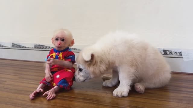 Обезьянки две КРОШКИ играют с маленьким ЩЕНКОМ Прыгаю Бегают Гладят Веселая команда