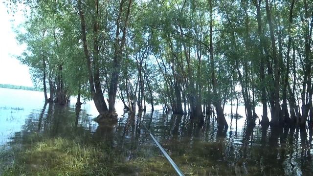 Жор окуня продолжается! рыбалка на спиннинг в Новосибирске.  День второй