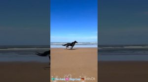 Красота и грация коней