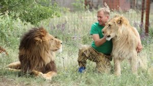 Лев напал на директора крымского парка "Тайган" Зубкова