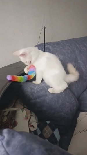 Пока в кошачьем царстве тихий час, можно вдоволь награться.