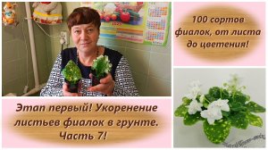 100 сортов фиалок, от листа до цветения! Этап первый! Укоренение листьев фиалок в грунте. Часть 7!