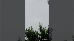 голуби Ломова