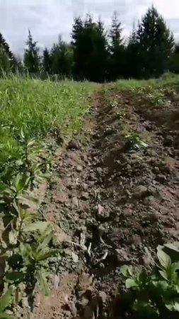 Я на Картошке... Божья Коровка с любовником 🧐🧐🧐😊