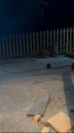 К нам ежик пришёл! ❤🦔