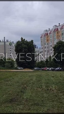 Орловцы заметили аиста на Новой Ботанике