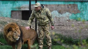 Директор крымского парка «Тайган» пострадал в результате нападения льва