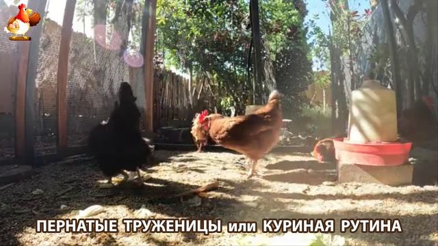 Куры несушки свободного выгула и их обычная куриная рутина – эпизод (477)