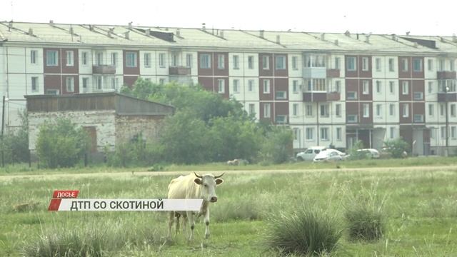 ДТП со скотиной: кто виноват и что делать