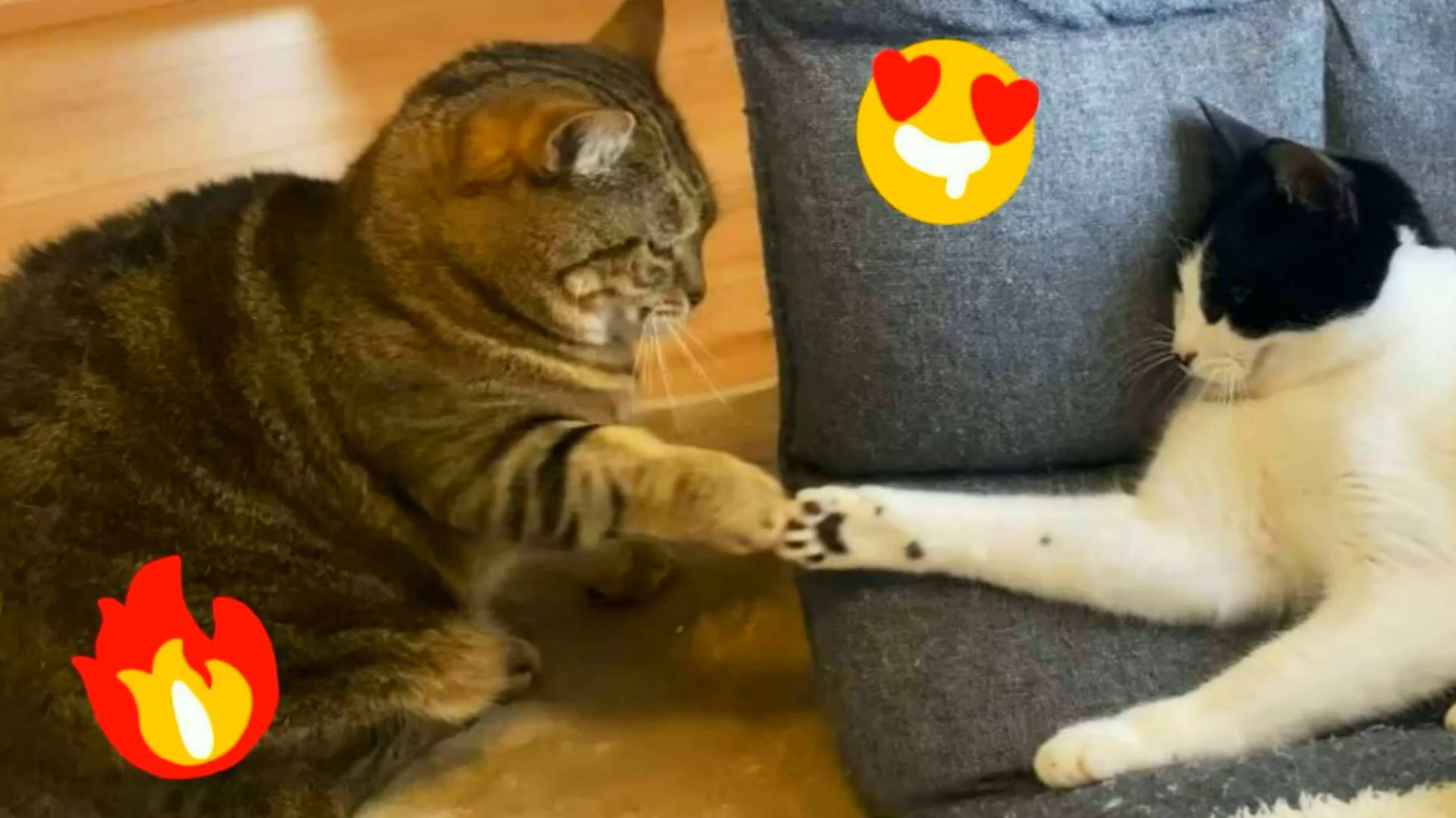 😹Самые смешные видео с кошками и котятами 2024🔥